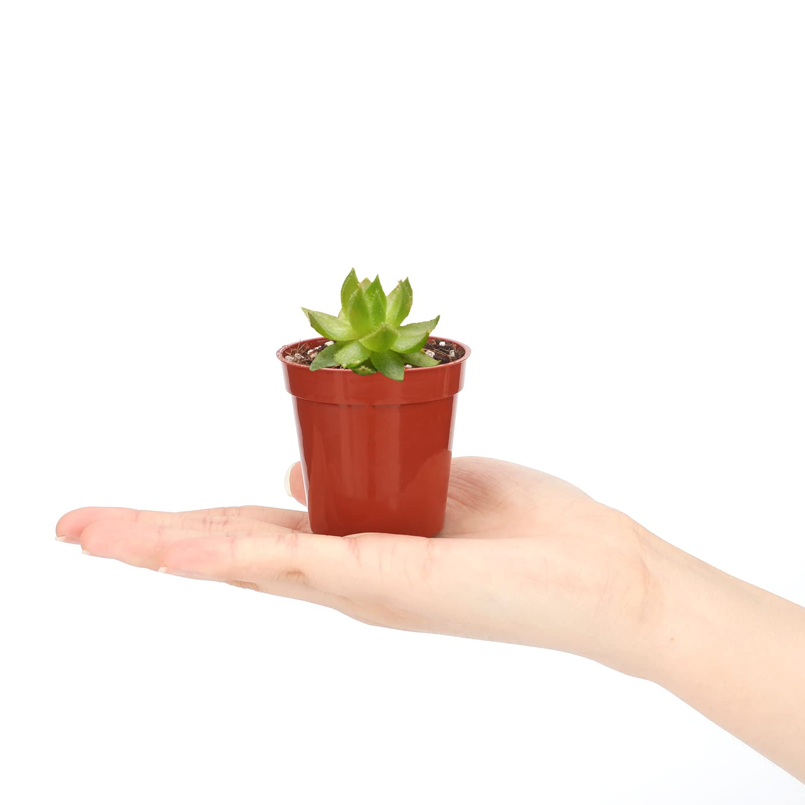 KINGLAKE 100 Pcs 2 Inch Plastic Plant Nursery Pots,Seed and Cutting Pots for Succulent Plants - Image 4