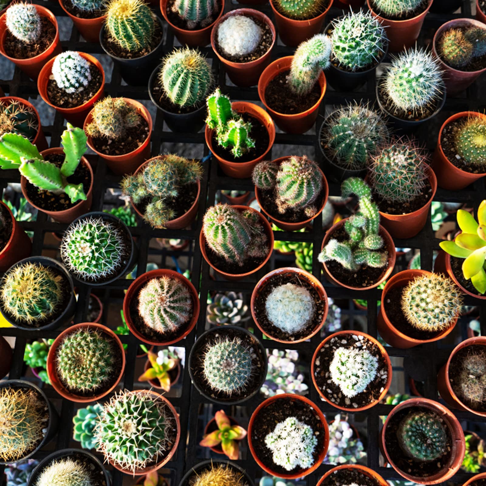 KINGLAKE 100 Pcs 2 Inch Plastic Plant Nursery Pots,Seed and Cutting Pots for Succulent Plants - Image 7