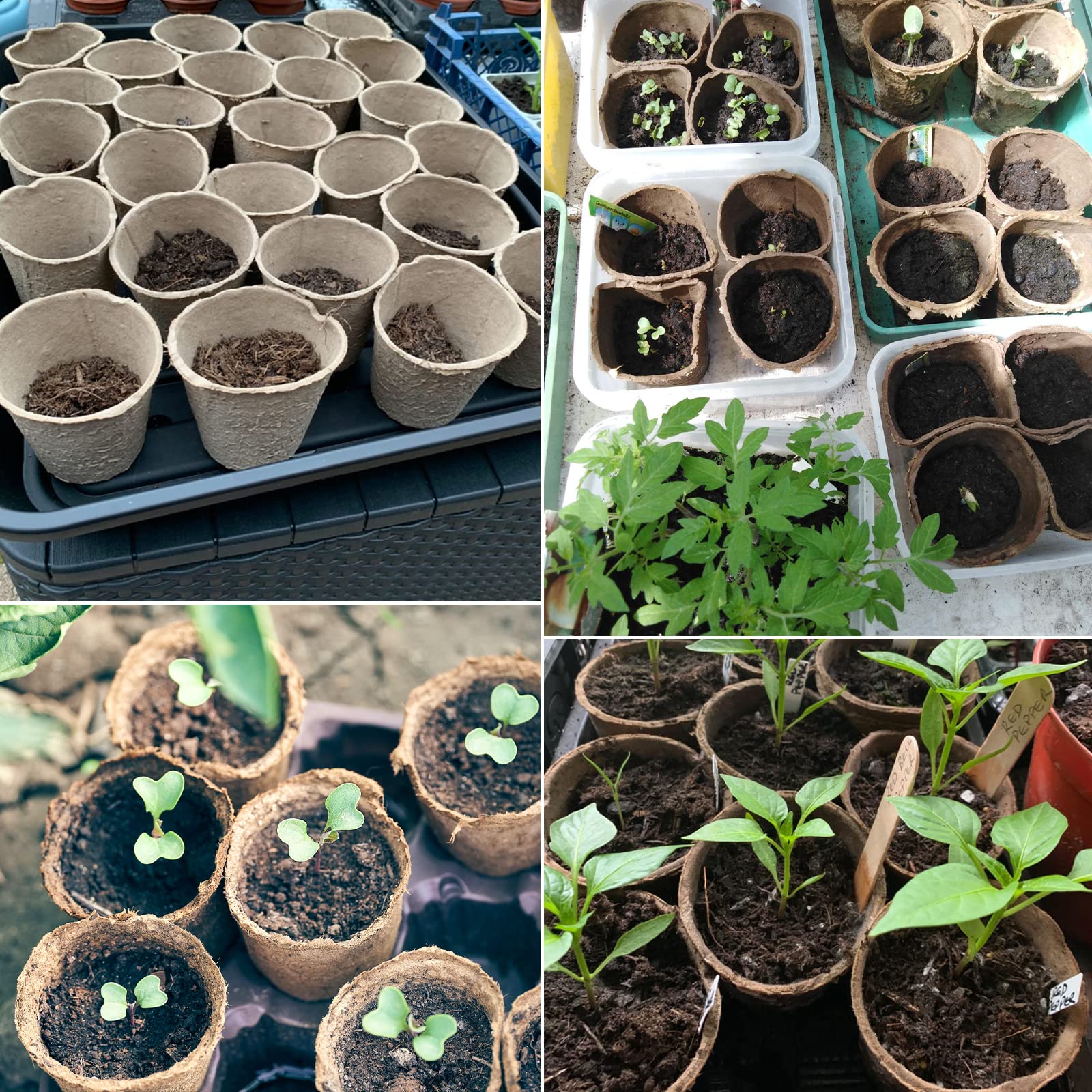 KINGLAKE 100 Pcs 3 Inch Peat Pots, Seeds Starter, Transplant Seedlings With 100 Pcs White Plastic Plant Labels - Image 6