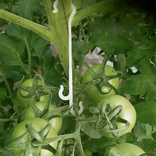 KINGLAKE 100 Pcs Tomato Support Clips Tomato Vegetable Support J-Hook Clips to Prevent Tomatoes from Pinching or Falling Off - Image 5