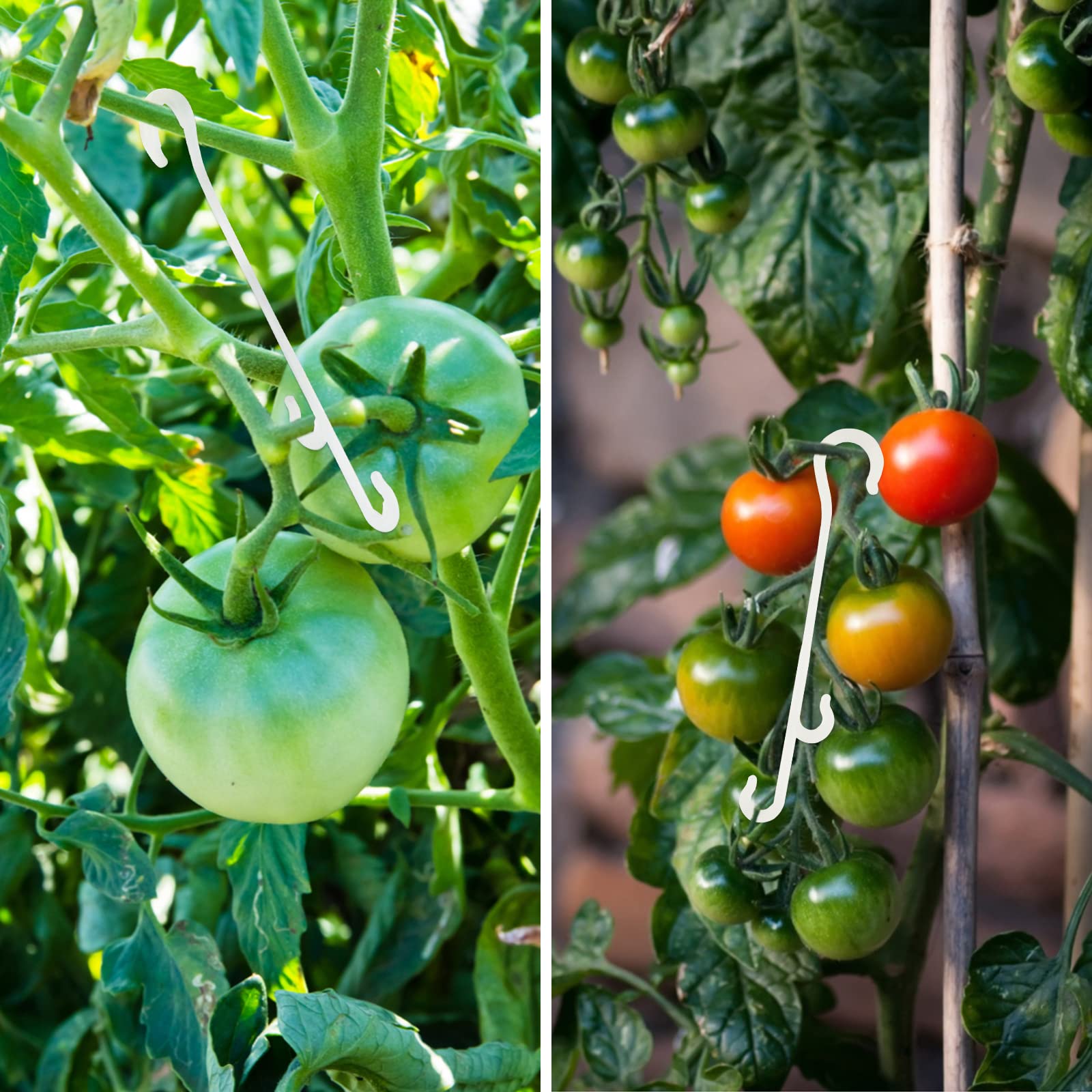 KINGLAKE 100 Pcs Tomato Support Clips Tomato Vegetable Support J-Hook Clips to Prevent Tomatoes from Pinching or Falling Off - Image 7