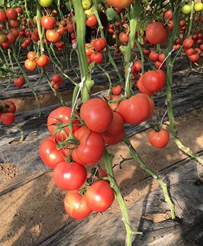 KINGLAKE 100 Pcs Tomato Support Clips Tomato Vegetable Support J-Hook Clips to Prevent Tomatoes from Pinching or Falling Off - Image 8