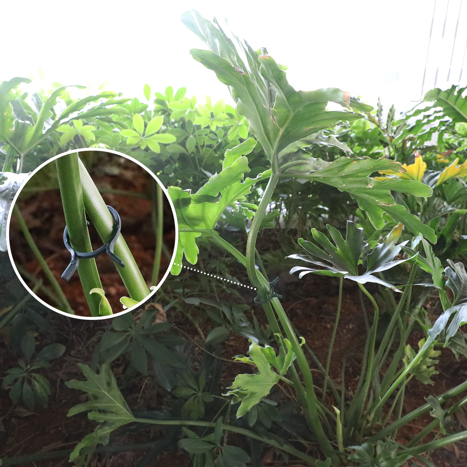 KINGLAKE 150 Pcs Plant Garden Clips,Flower,Vine & Vegetable Plant Support Clips Great for Holding Plant Stems - Image 4