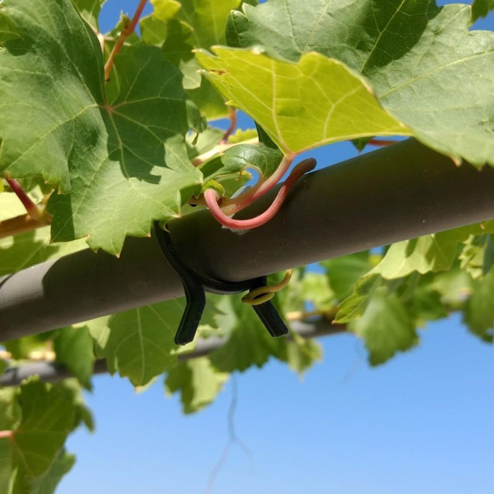 KINGLAKE 150 Pcs Plant Garden Clips,Flower,Vine & Vegetable Plant Support Clips Great for Holding Plant Stems - Image 6