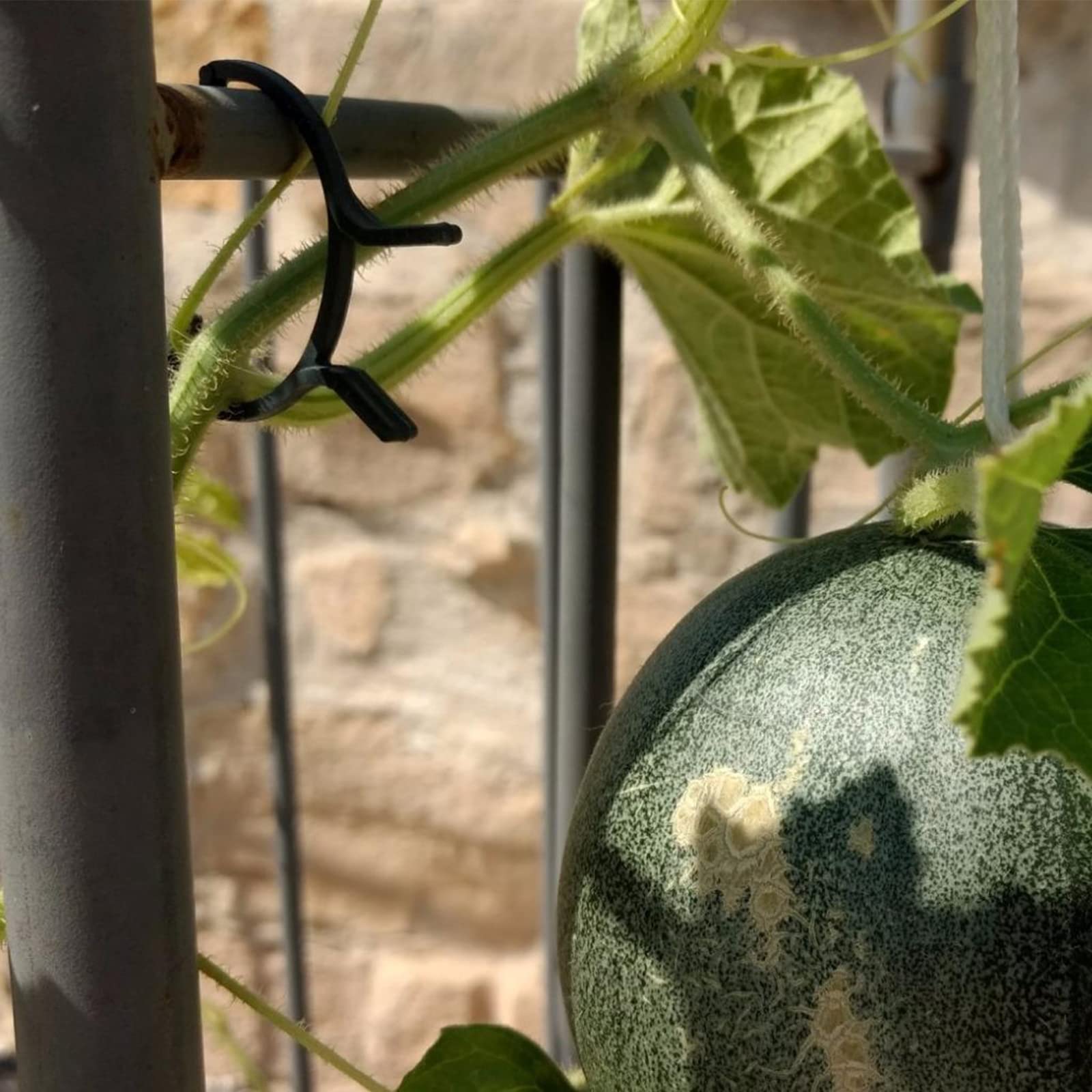 KINGLAKE 150 Pcs Plant Garden Clips,Flower,Vine & Vegetable Plant Support Clips Great for Holding Plant Stems - Image 7