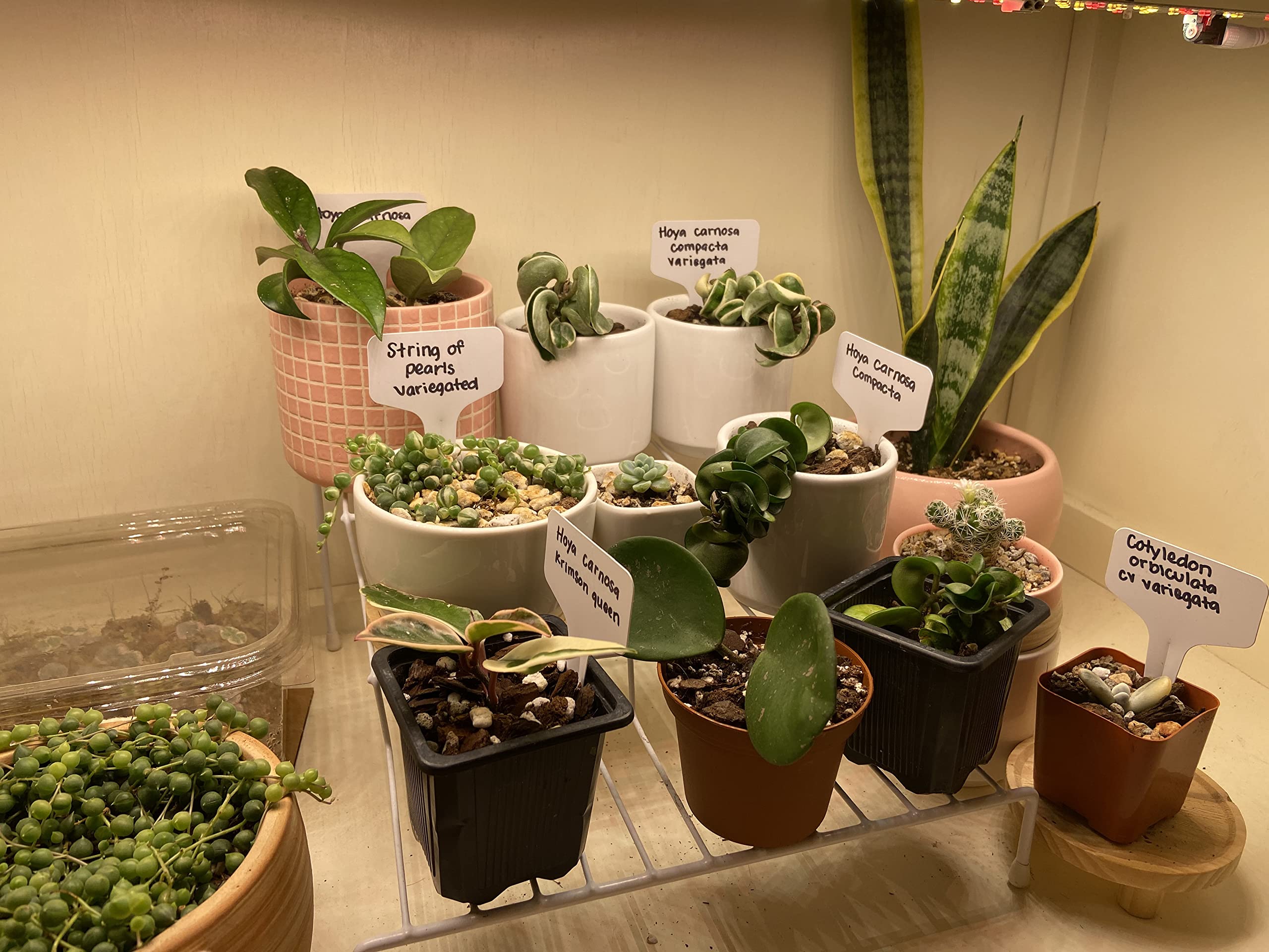 KINGLAKE 200 Pcs Plastic Plant Labels,4 Inch Waterproof Garden Plant Nursery Tags,White Plant Name Tags Markers Plant Identification Tags with Permanent Marking Pen for Garden Seedlings,Plants - Image 6