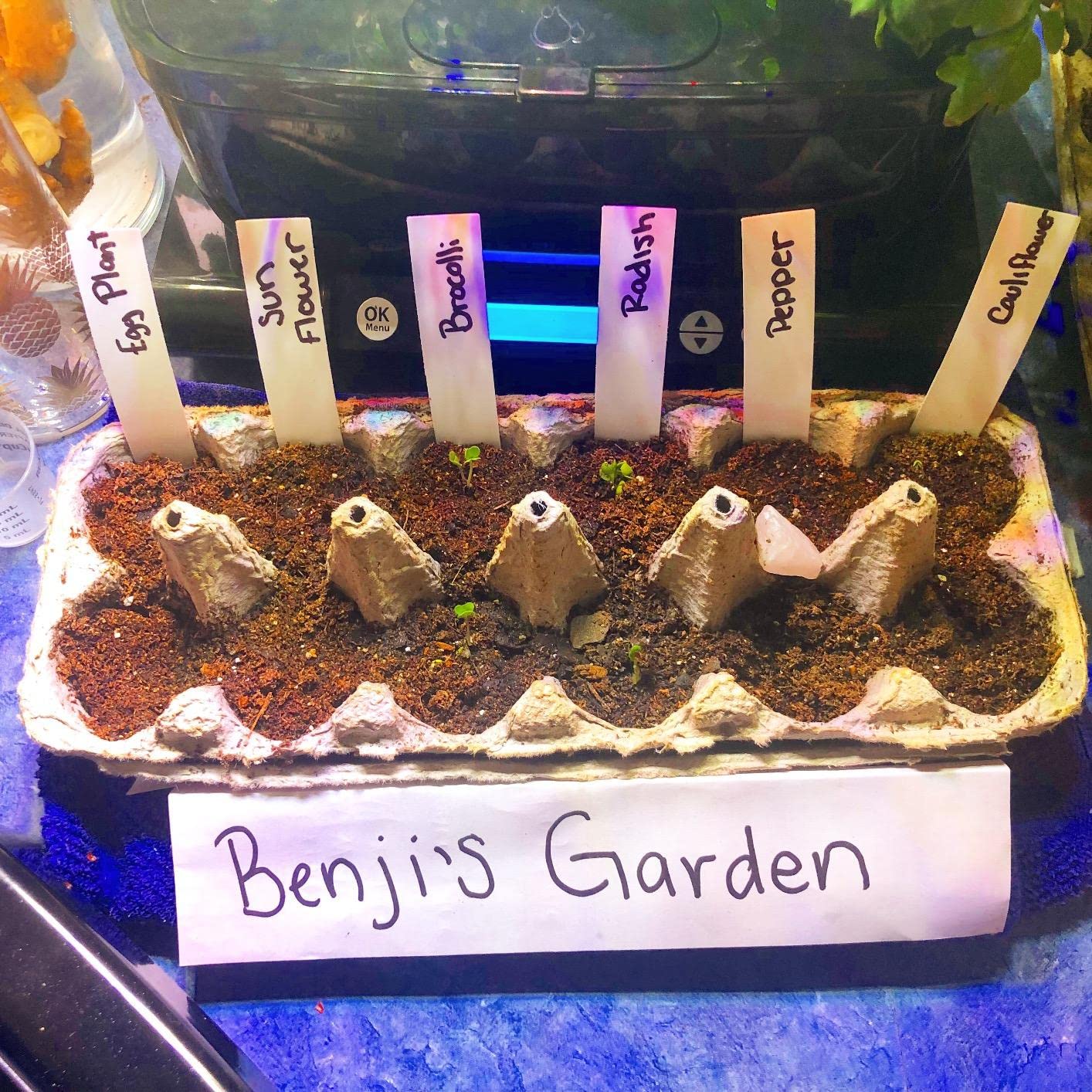 KINGLAKE 200 Pcs Plastic Plant Labels,4 Inch Waterproof Garden Plant Nursery Tags,White Plant Name Tags Markers Plant Identification Tags with Permanent Marking Pen for Garden Seedlings,Plants - Image 7