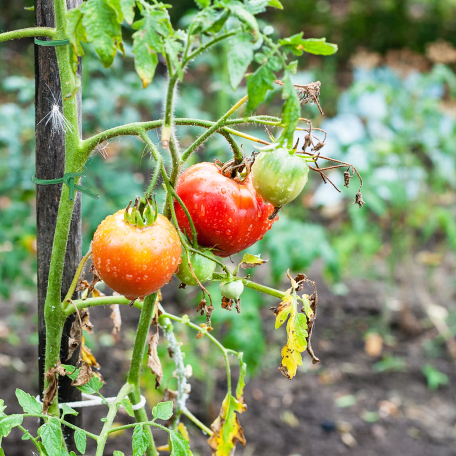 KINGLAKE 3.5mm Garden Flexible Wire Tie Soft Plant Twist Tie,65.6' Soft Plant Wire for Plants Green - Image 6