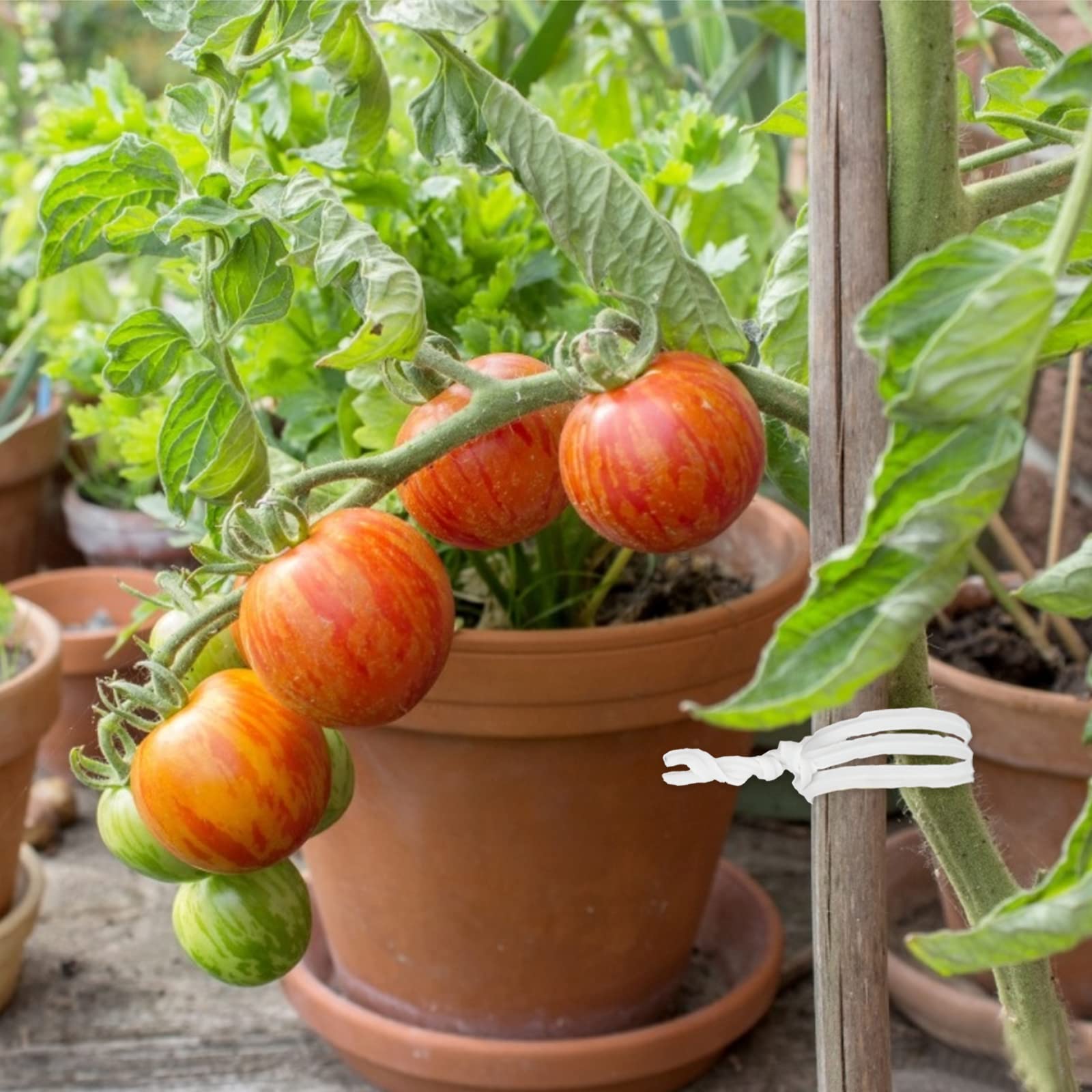 KINGLAKE 328 Feet Plastic Plant Twist Tie White Garden Plants Tie Multi-Use for Secure Vines,Plants - Image 7