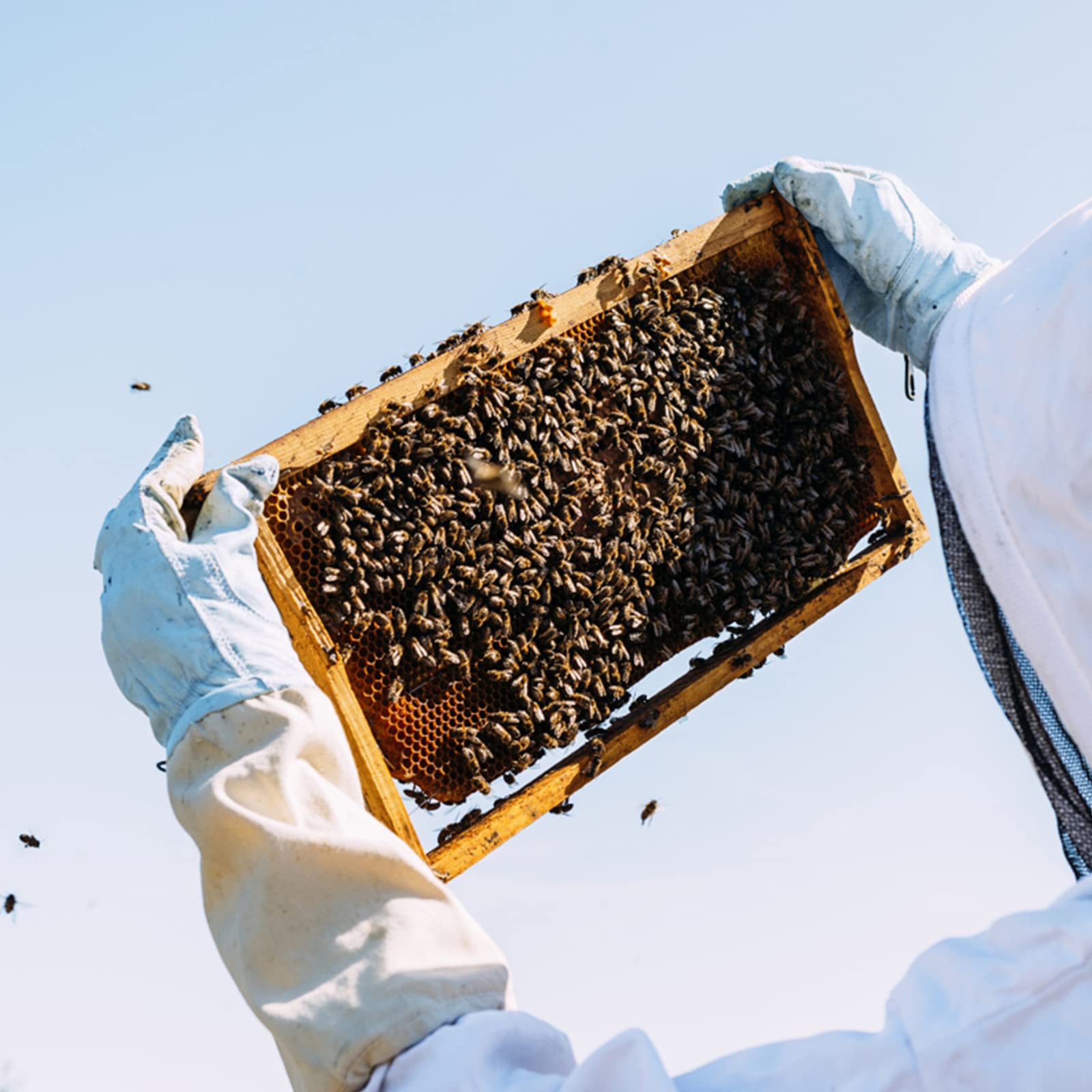 KINGLAKE Beekeeping Gloves Bee Hive Gloves Goatskin Beekeeping Protective Glove with Sleeves Large for the Beginner Beekeeper - Image 6