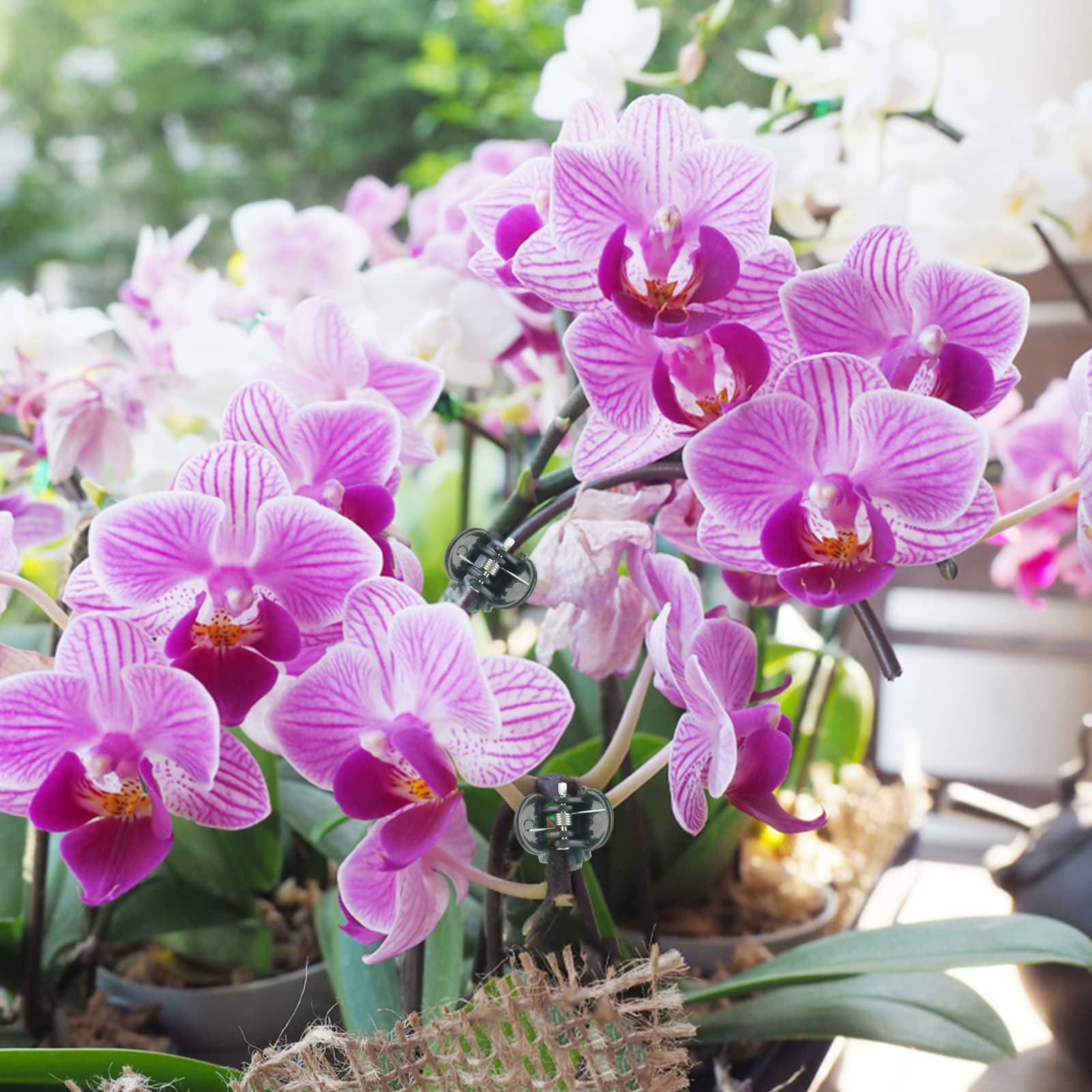 KINGLAKE Orchid & Plant Support Clips - 100 Pcs Dark Green Garden Cymbidium Clips to Keep Stems & Vines Upright - Image 6