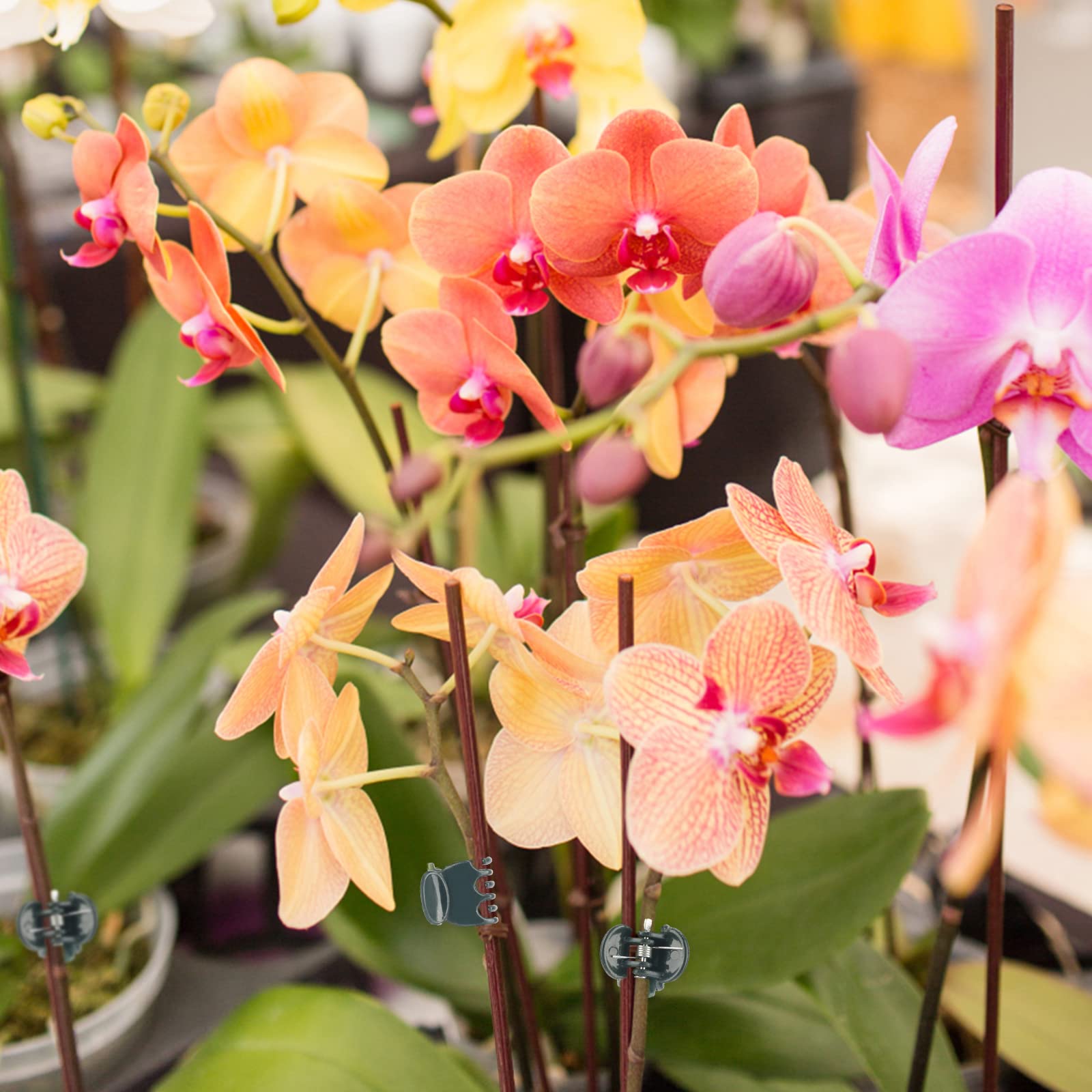 KINGLAKE Orchid & Plant Support Clips - 100 Pcs Dark Green Garden Cymbidium Clips to Keep Stems & Vines Upright - Image 7