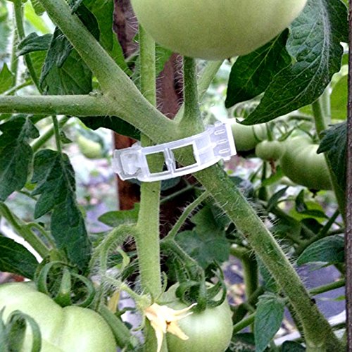 KINGLAKE Plant Support Garden Clips,Tomato Vine Clips,Tomato Trellis Clips 200 Pcs for Vine Vegetables Tomato to Grow Upright and Makes Plants Healthier - Image 5
